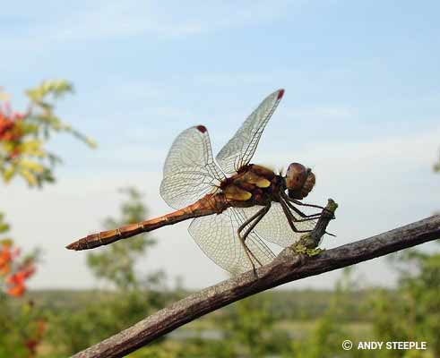Dragonfly Symbolism