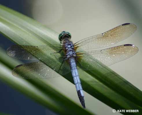 Dragonfly Facts