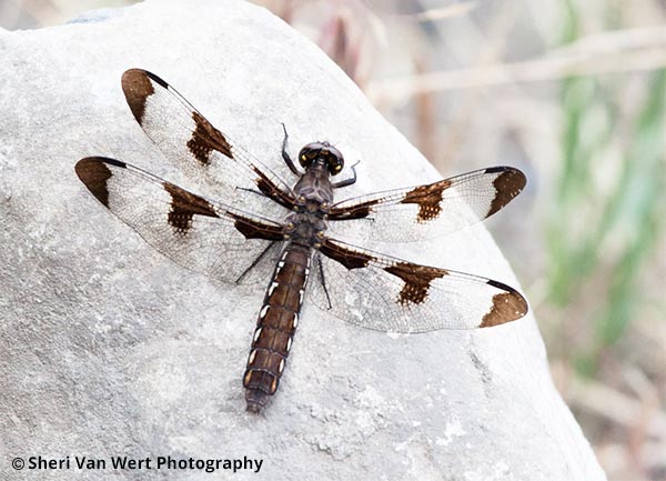 Common Whitetail Dragonfly Print