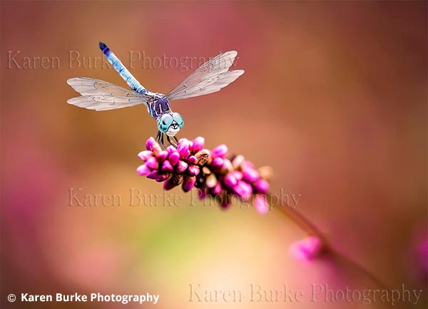 Dragonfly Print for Sale