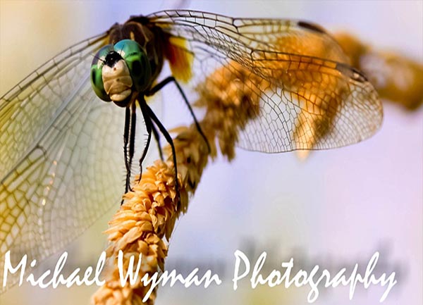 Dragonfly Photography for Sale