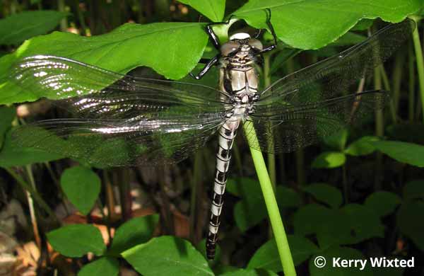 Petaltail Dragonfly Photos